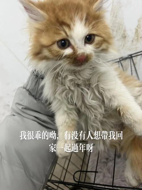 带15只猫回家过年,让发货找车找物流更简单_123随叫随到