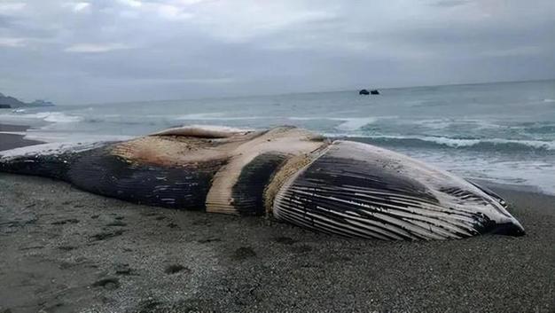 上海等地现死亡鲸鱼,上门取货_123随叫随到