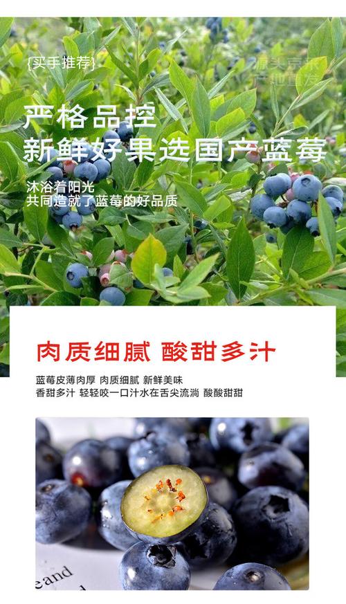 蓝莓售价便宜近20%,物流专线直达_123随叫随到